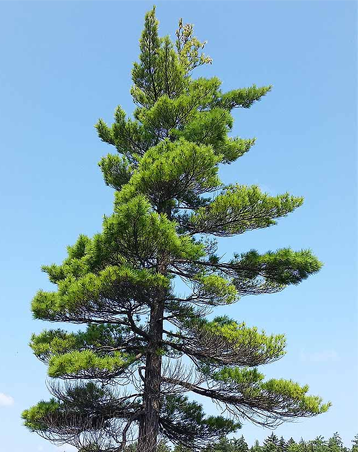 pine-tree