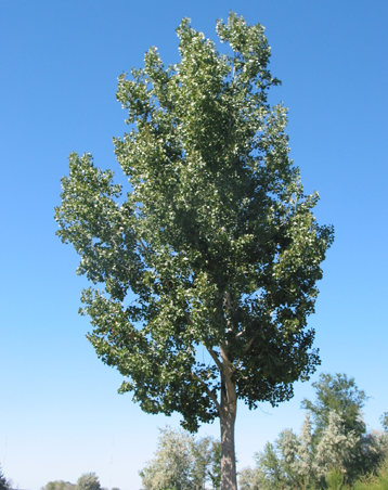 poplar-tree
